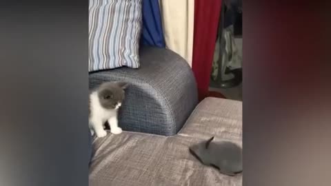 Funny Cat videos