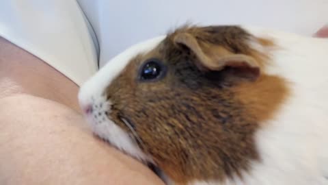 Guinea pig purrs