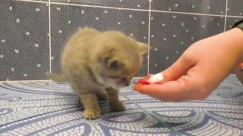 Kitten does not want to bath and meow loudly