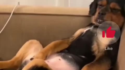 Compilation of Funny Dog Videos