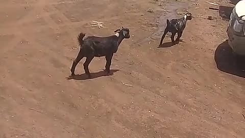 Black goats runs