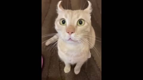 Try Not To Laugh With These Funny Pets 😹