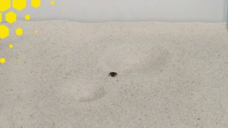 THE BRUTAL BATTLE OF THREE ANT LIONS AND THE TICK! [Live feeding!]-20