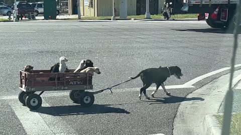 Dog Mom Pulls her Babies in a Wagon