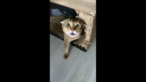 Angry Cat Meowing