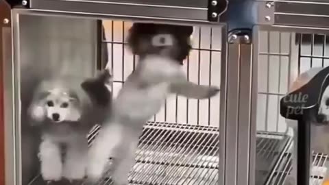 Funny Pet Video