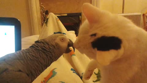 Parrot vs Cat