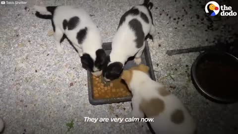 Guy Finds Three Adorable Puppies Abandoned In A Box _ The Dodo (1)