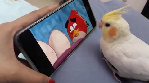 Birb watching angry birds