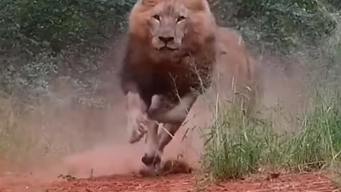 The angry lions