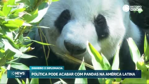 Política pode acabar com pandas na América Latina