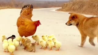 Cute baby animals Videos Compilation cute moment of the animals - Cutest Animals On Earth