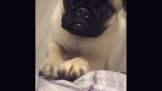 Adorable pug puppy trying to get her human's attention