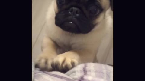 Adorable pug puppy trying to get her human's attention