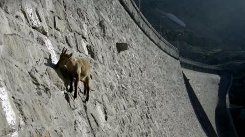 Is This Crazy Goat Climbing the Mountain Again? His Path is Totally Unpredictable!