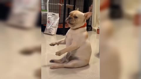 Dancing with funny dog 🐶🐶