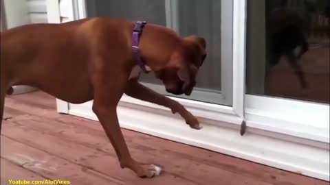 funny video of cat and dog 2