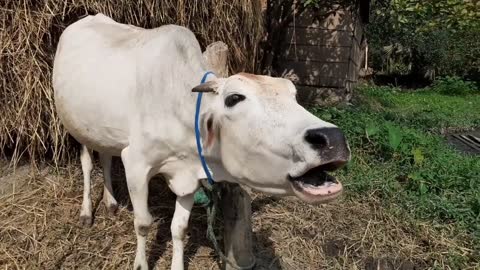 Cow Mooing In A Rural Village Area _ Eight Cow Voice Sound Once By Once In Our Village