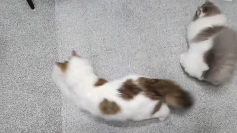 Cats find LED Mouse and show their power