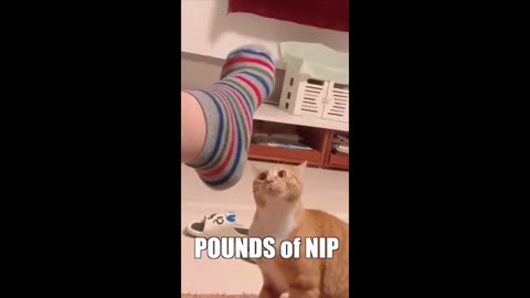 Funny Pets 😄🤣😂 You Laugh You Lose Part 6