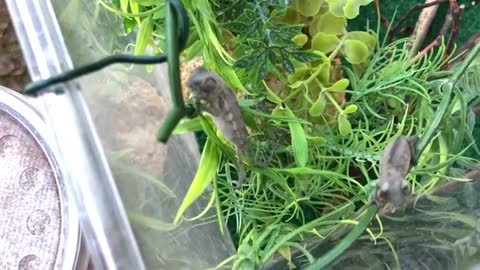 Two Baby Ambilobe Panther Chameleons Growing Up