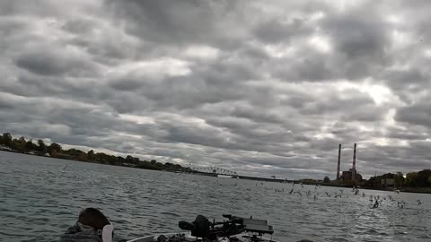 Speeding Boat Has Close Call with Seagulls on Detroit River