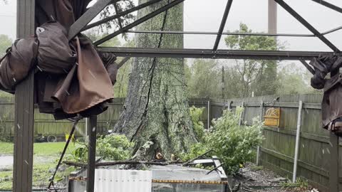 Tree Appears to Breathe as It Splits Open During Hurricane Ida
