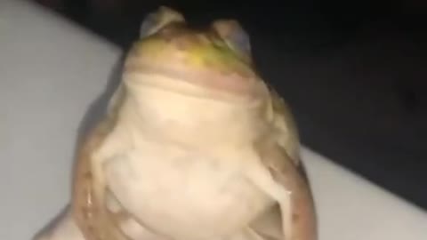 Sup frog