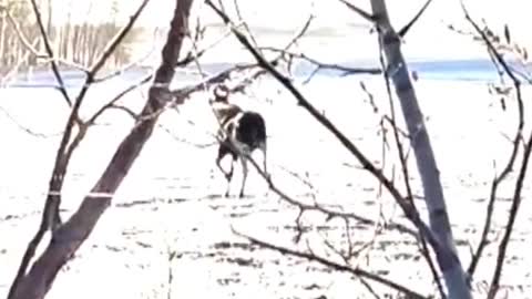 Here is the moment a man in Alberta frees a moose calf that got its leg tangled in a fence.