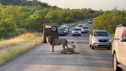 Lions Cause Huge Roadblock Watch as a mating