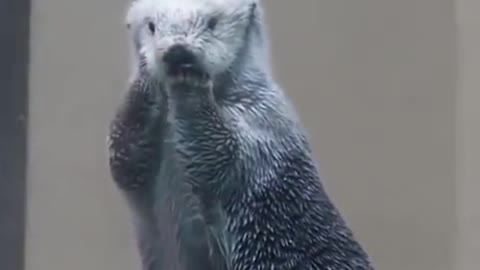 Funny checking temperature of Sea-Otter (Cute Video)