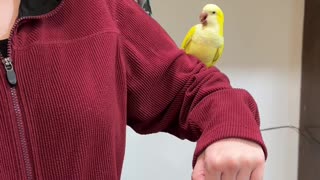 Quaker Parrots Love Their Assistant