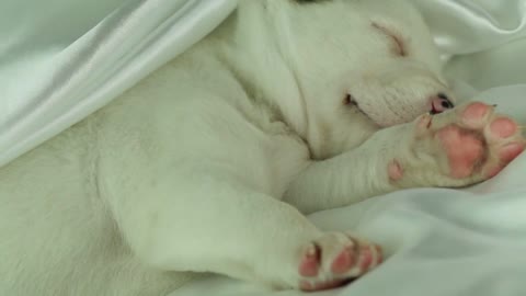 newborn puppy sleeping