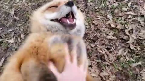 Watch how the foxes laugh while I play with them