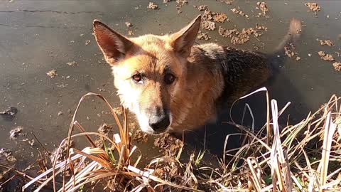 A dog is playing in the lake