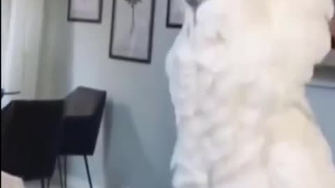 Funny dancing parrot 🦜🦜