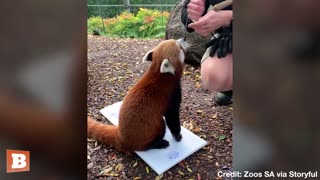 PANDA PICASSO! Red Panda Shows Off His Artistic Talent