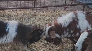 Billy goat fight