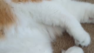 Otis enjoying his catnip