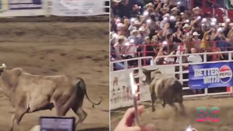 Party Bus the rodeo bull escapes Oregon arena and wounds three people