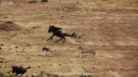 Cheetah chases wildebeest _ The Hunt -