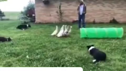 Funny Dog Video Dogs Herding Geese Through Tube