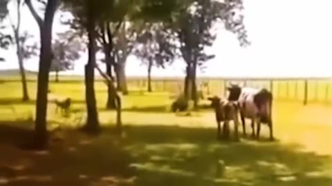 Funny video of ox cow and 🐐 goat 😂