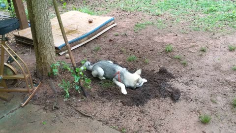 30 Seconds of MICCO our New Husky Pup Digging
