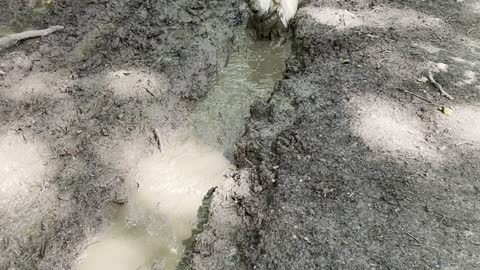 Mud Loving Doggy Relaxes in Sloppy Ditch