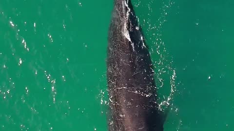 Overhead View of Whale in Ocean