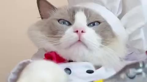 ❤️❤️❤️Baby Cats Short Videos👌👌👌