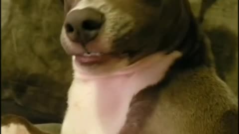 Dog Biting Its Paw, Gets Your Attention, And Bites The Camera - Tiktok dogs (Funny Animals #393)