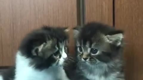 cute kitten mooment