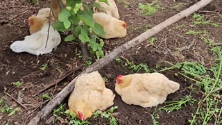 OMC! Lazy Happy Adorable Spoiled Hens Of Egg Laying!